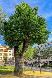 Arbol ciudad